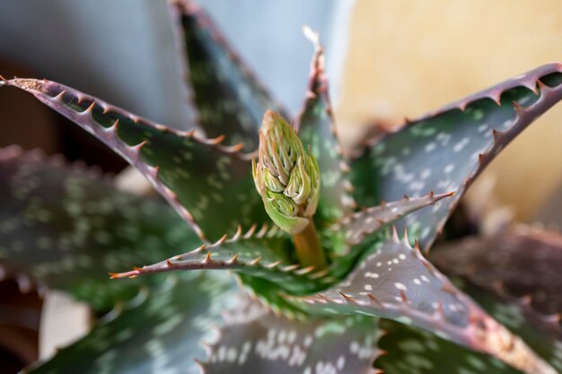 Photo pianta medicinale aloe maculata con fiore