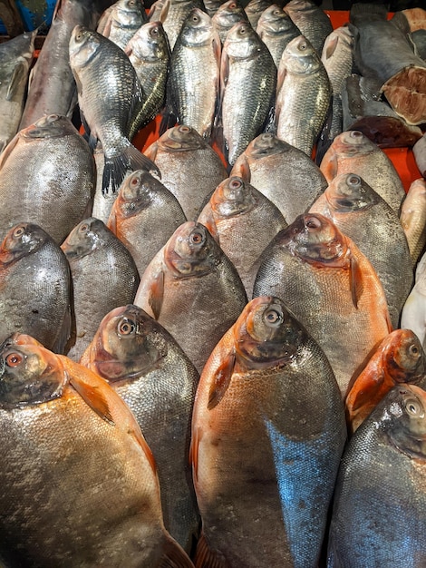 Photo piaractus brachypomus fish are arranged in a pattern in a fish shop in india