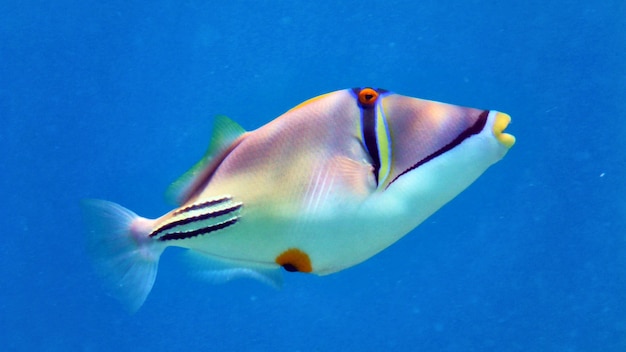 Picasso fish in Red sea, Eilat, Israel.