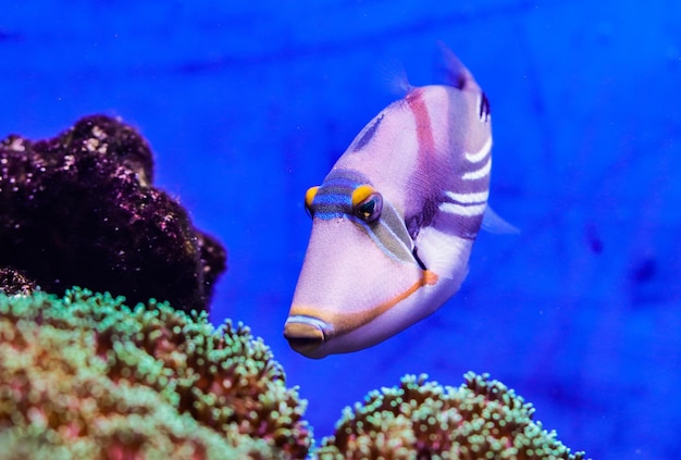 Picasso fish on the seabed in an aquarium