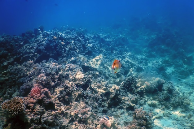 Picasso triggerfish (Rhinecanthus assasi) Tropical waters, Marine life