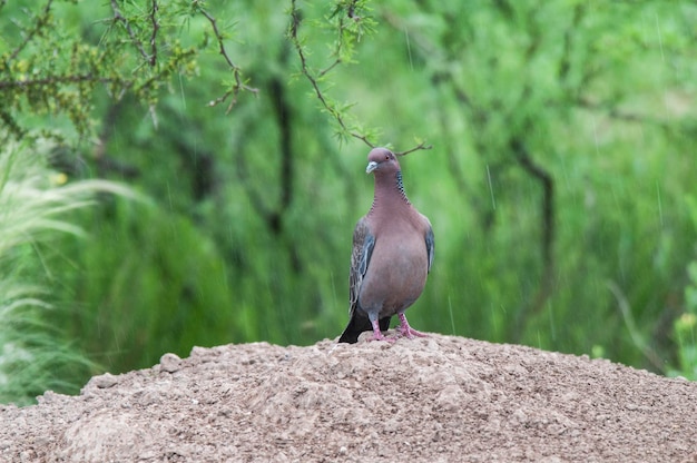 Picazuro Pigeon La Pampa province Argentina