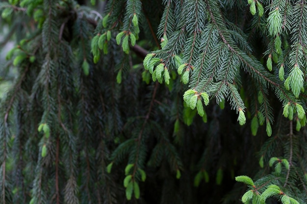 Picea abies 봄에 가문비나무 가지의 근접 촬영 침엽수 녹색 질감