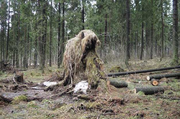 Фото picea abies норвежская ель или европейская ель ель - большое быстрорастущее вечнозеленое хвойное дерево упавшая ель с корнями ураганы наносят максимальный ущерб старым ельям умирающий ельный лес