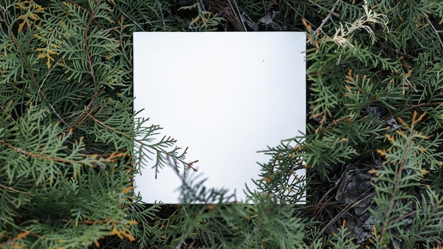 Photo picea glauca conica dwarf decorative coniferous evergreen tree with blank card