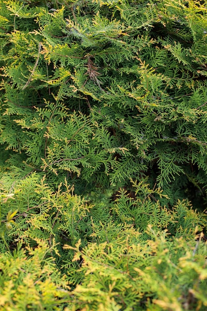 Picea glauca Conica dwarf decorative coniferous evergreen tree