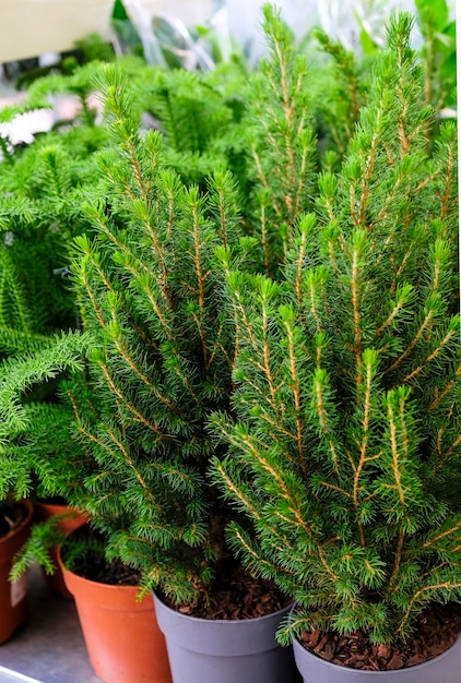 사진 picea glauca conica - 매장에서 판매되는 야외 식물