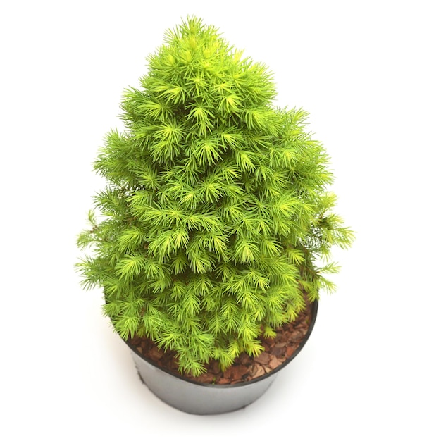 Picea glauca Daisy`s White in a pot isolated on white background. Spruce canadian. Conifers. Christmas tree. New Year
