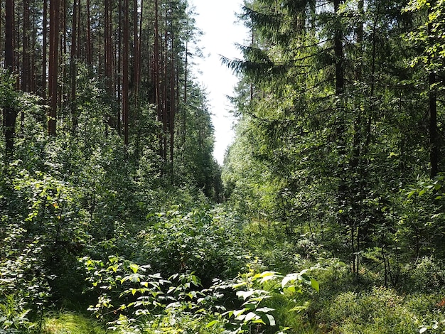 Picea spar een geslacht van naaldbomen groenblijvende bomen in de dennenfamilie Pinaceae Naaldbos in Karelië Spar takken en naalden Het probleem van ecologische ontbossing en klimaatverandering