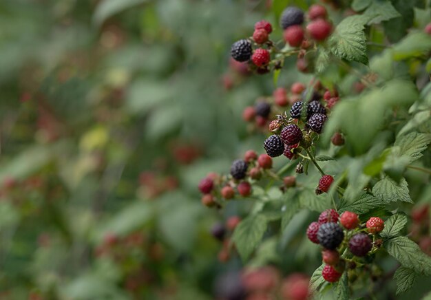 写真 赤と黒のラズベリーを茂みから摘み取る