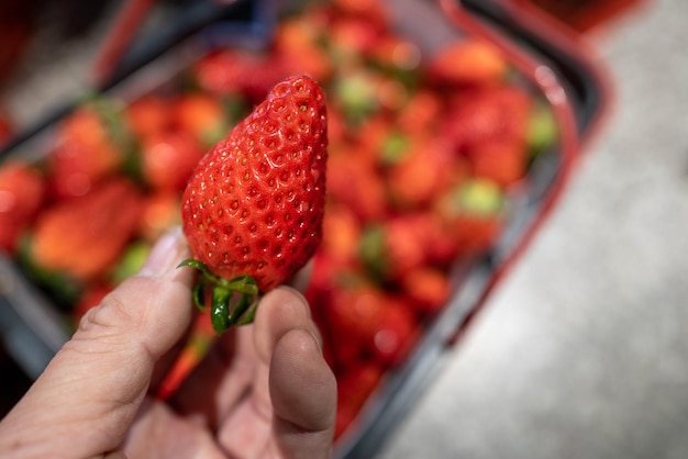 Foto raccogli una fragola con la mano