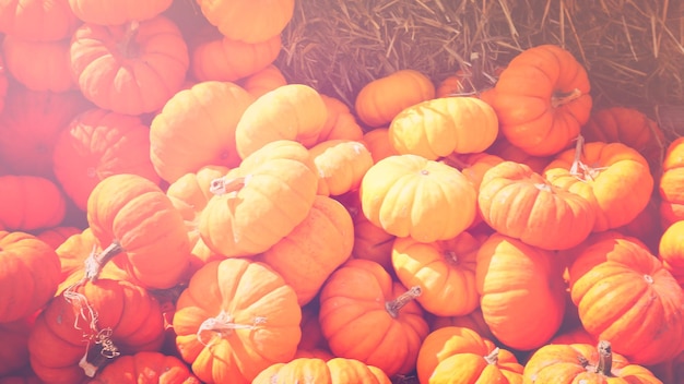 Picked pumpkins on hay stack at the pumpkin patch.