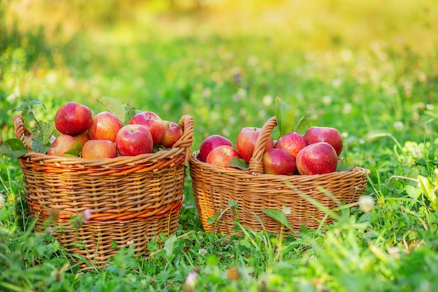 Picking apples Crowded baskets of red apples in the garden on the grass Organic apples