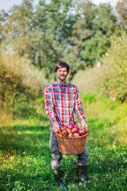 Сбор яблок Мужчина с полной корзиной красных яблок в саду Органические яблоки Одобряющий жест