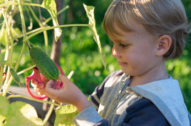 Picking crops cucumbers in autumn. cucumber in the hands of a little kid boy who harvesting with scissors