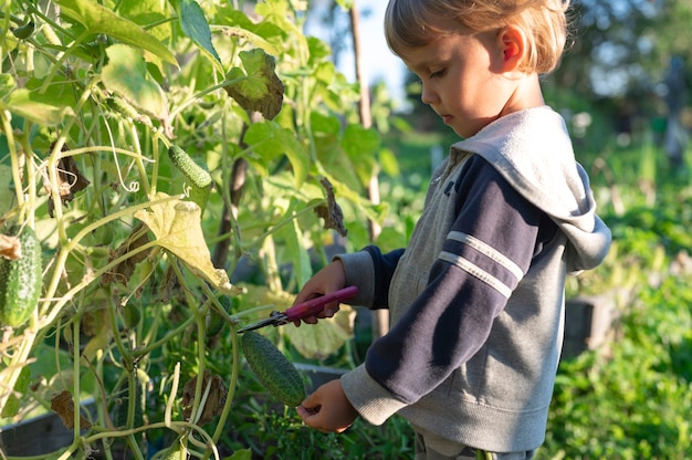 Picking crops cucumbers in autumn.