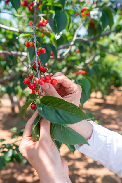Picking fresh cherry in outdoor orchard