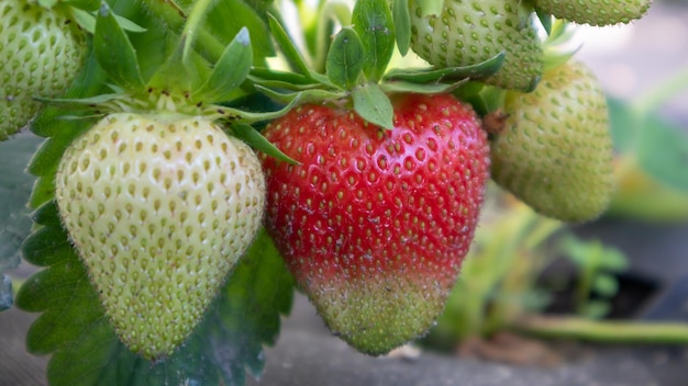 농장에서 화창한 날씨에 야외에서 신선한 익은 유기농 큰 빨간 딸기를 따십시오. 과일 농장의 딸기 밭. 외부 토양에서 자라는 달콤한 열린 딸기의 새로운 작물.