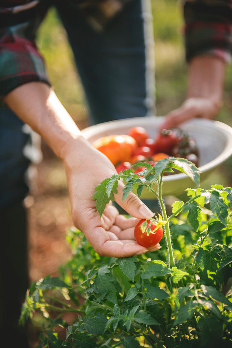 Photo picking fresh tomatoes