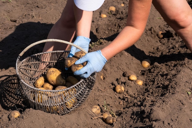 Picking potatoes on the field manually a man harvests potatoes on earth