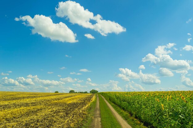 Foto raccolta di un raccolto maturo nel campo