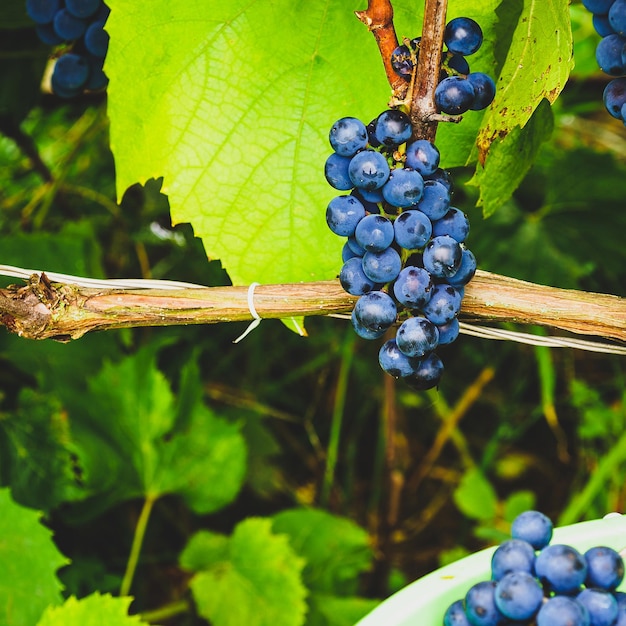 Фото Собирая зрелые виноградные лозы в винограднике букет синего винограда
