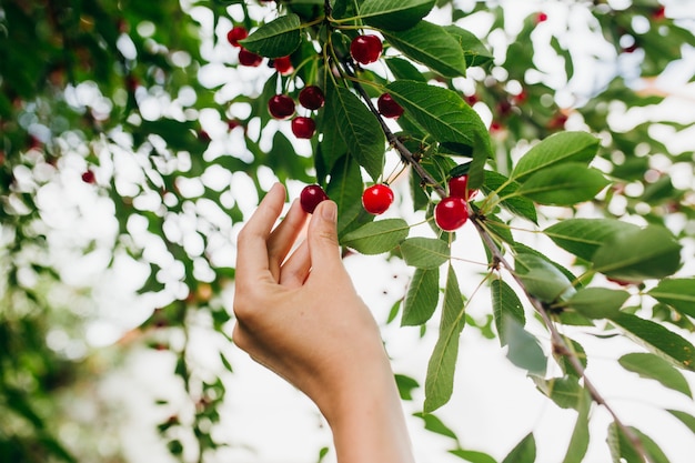 Picking of sweet red cherries in summer