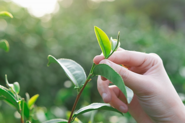 茶園の丘で手で緑茶葉の摘み先