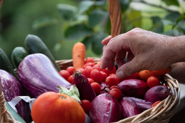 Photo picking up cherry tomatoes from a wicker basket full of aubergines zucchini carrots and shallots