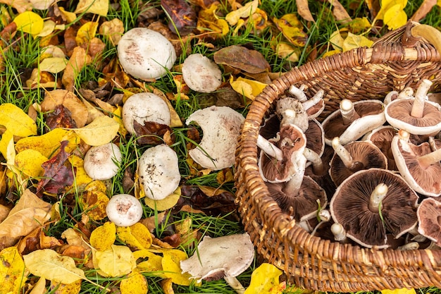 Сбор белых диких грибов rose des pres или Agaricus campestris с плетеной корзиной на лугу