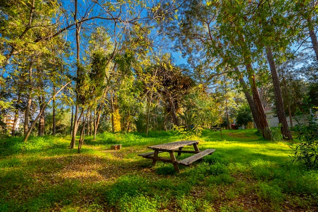 picknicktafel en groene pijnbomen in het bos