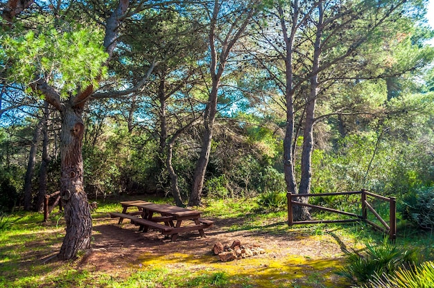 Picnic area inside the forest