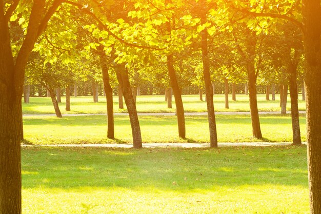 Picnic backgroundsunlight in green park with green treessummer outside backdropsunny meadow in spring