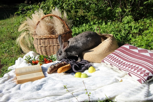 picnic story with apples rowan branch bread and a gray rabbit jumping out of a basket