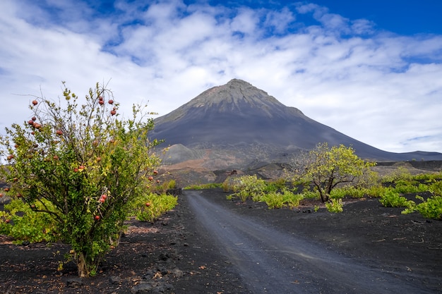 Cha das Caldeiras, 카보 베르데의 Pico do Fogo 및 덩굴