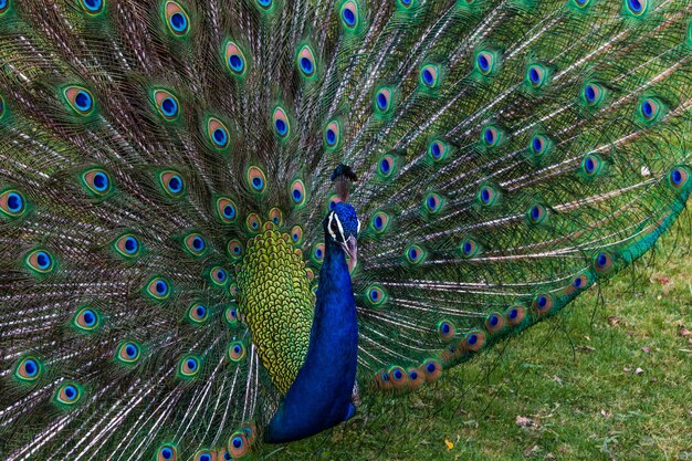 Foto la danza dei picocchi