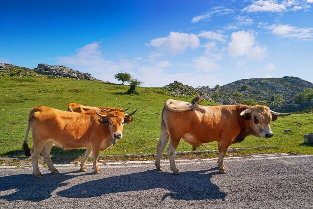 Picos de Europa in Asturias-koeien op de weg Spanje