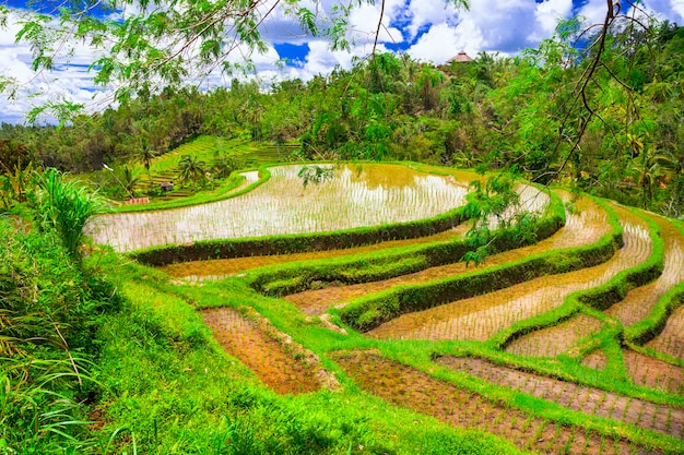 Foto picturale rijstvelden op het eiland bali