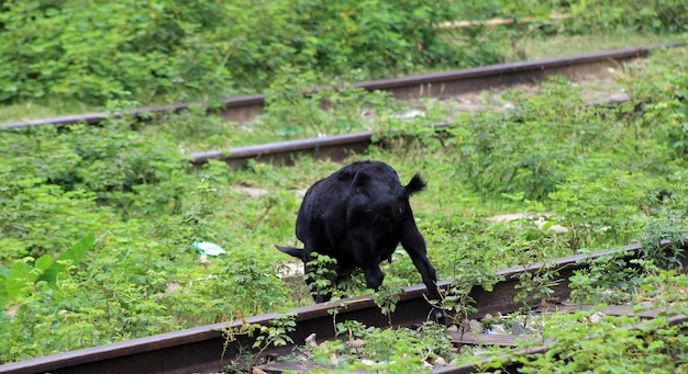 Picture of a baby goat emerging from the farm.