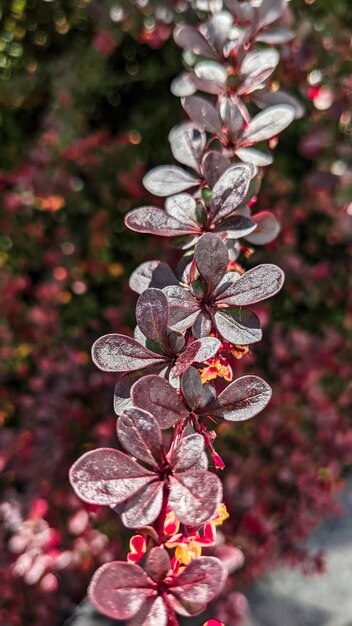 Photo picture of beautiful red leaves