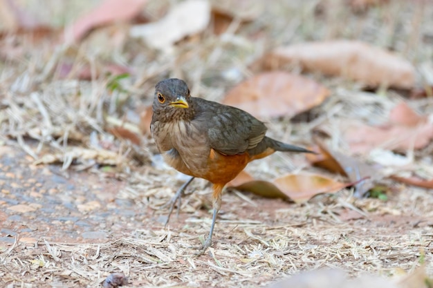 아름다운 Rufousbellied 아구창 새 Turdus rufiventris quotsabia laranjeiraquot의 사진