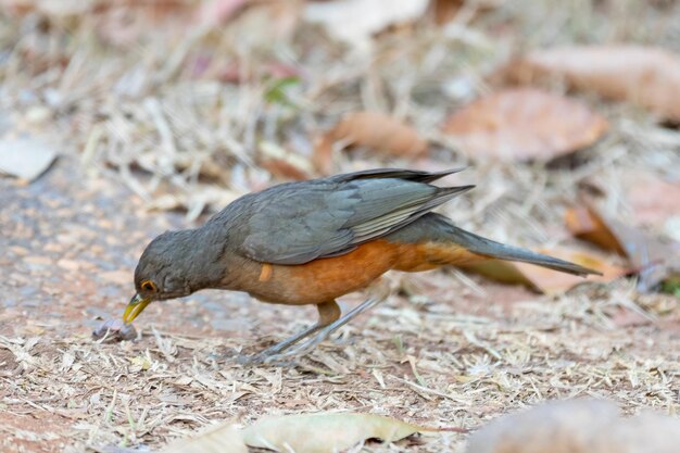 Изображение красивой птицы краснобрюхого дрозда Turdus rufiventris quotsabia laranjeiraquot