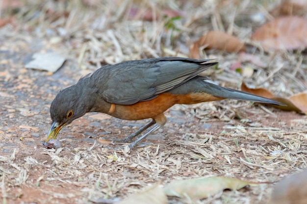 아름다운 Rufousbellied 아구창 새 Turdus rufiventris quotsabia laranjeiraquot의 사진