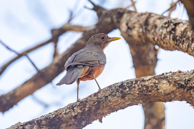 아름다운 Rufousbellied 아구창 새 Turdus rufiventris quotsabia laranjeiraquot의 사진