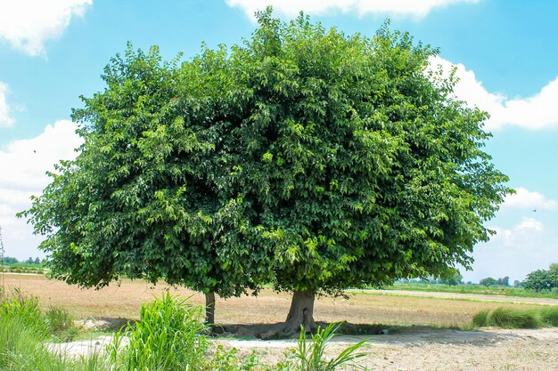 Foto immagine di un grande albero nel campo