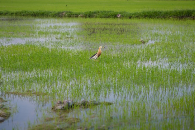 餌を探している芝生の野鳥の写真