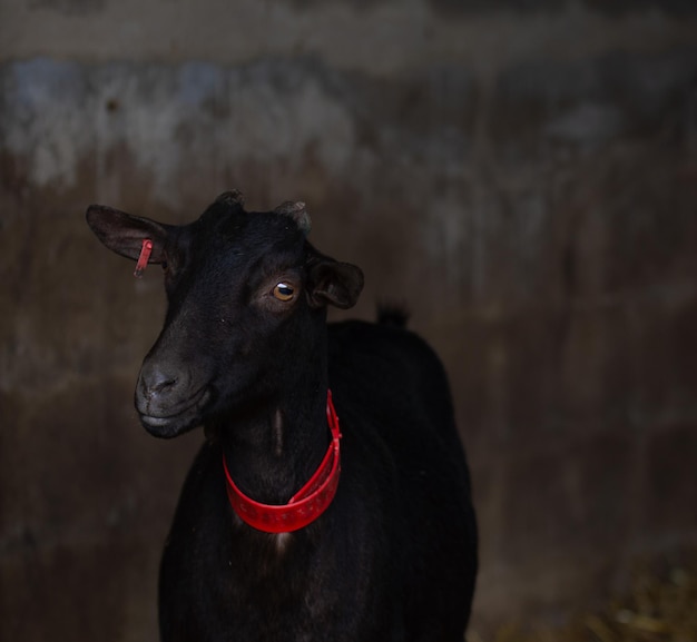 Picture of a black goat.