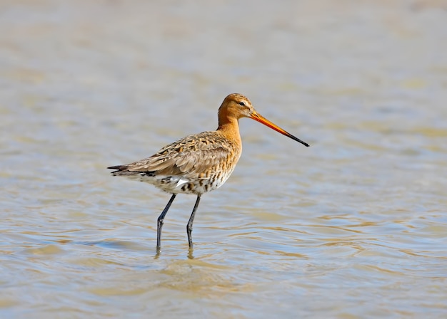 A picture of a black-tailed godwitstands in the water and watching me