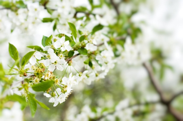 Изображение цветущего вишневого дерева с белыми цветами