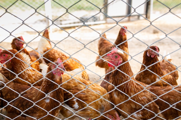 Picture of brown chicken hen in Hens poultry farm. Hungry chickens at free range behind the net.